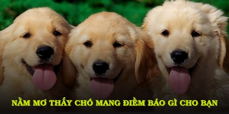 Nằm mơ thấy chó mang điềm báo gì cho bạn